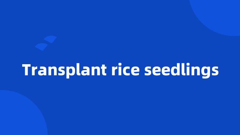 Transplant rice seedlings