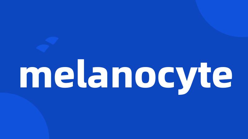 melanocyte