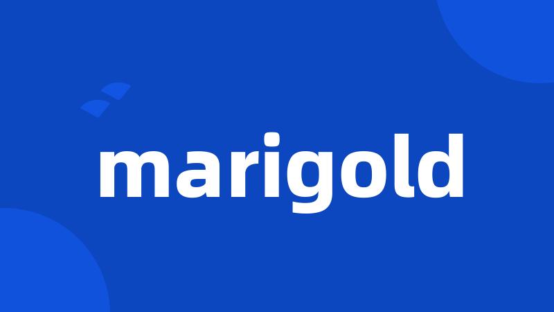 marigold