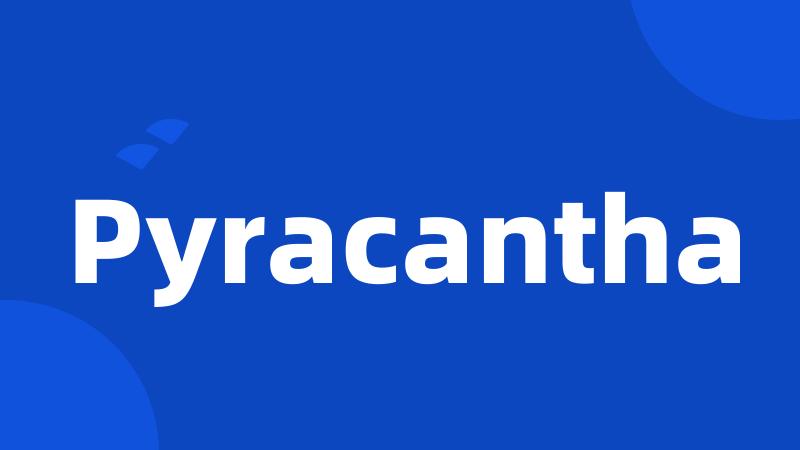 Pyracantha