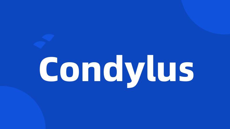 Condylus