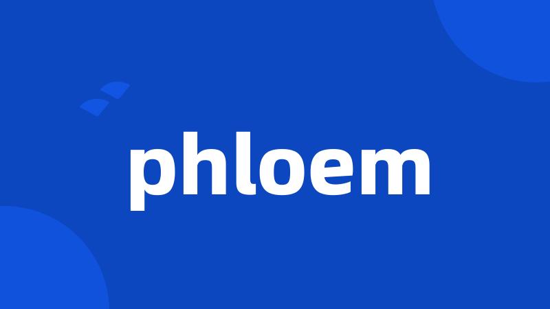 phloem