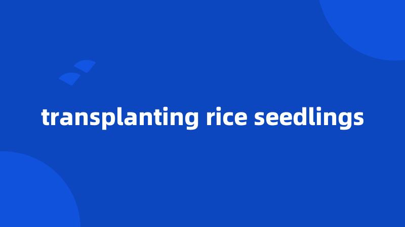 transplanting rice seedlings