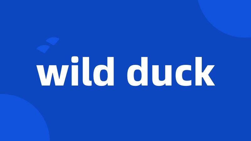 wild duck