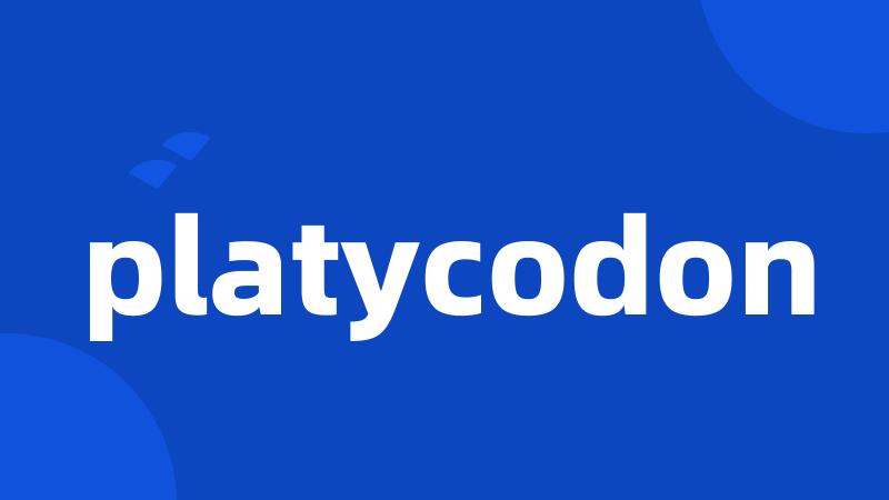 platycodon