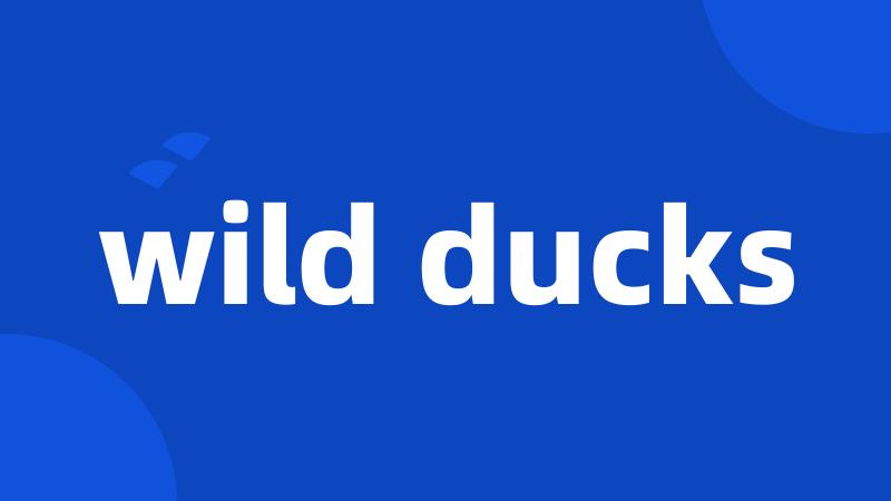 wild ducks