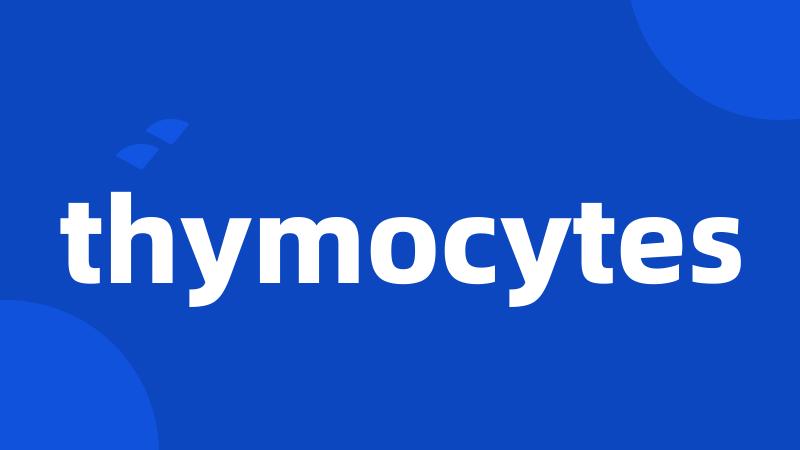 thymocytes