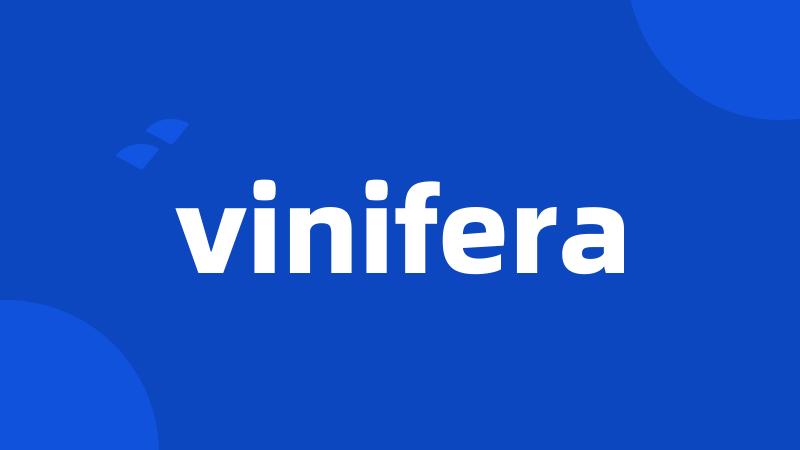 vinifera