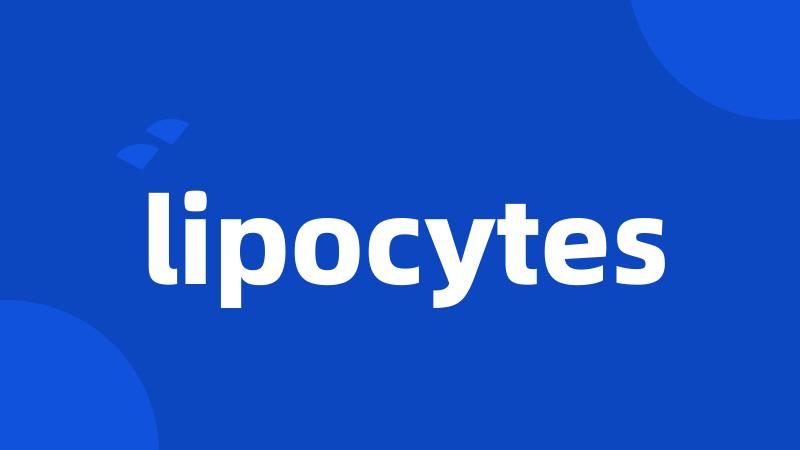 lipocytes