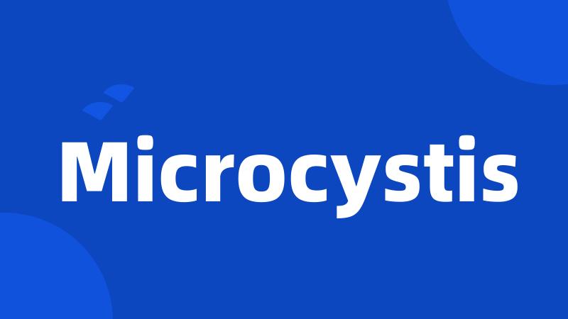 Microcystis