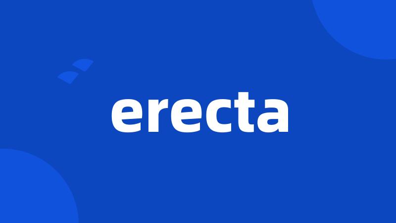 erecta