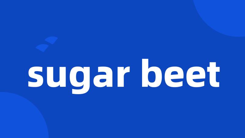 sugar beet