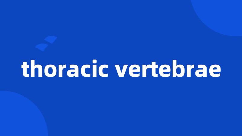thoracic vertebrae