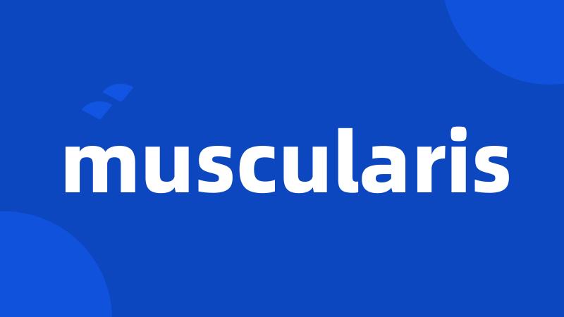 muscularis