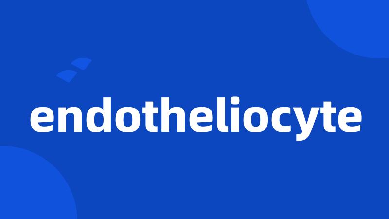 endotheliocyte