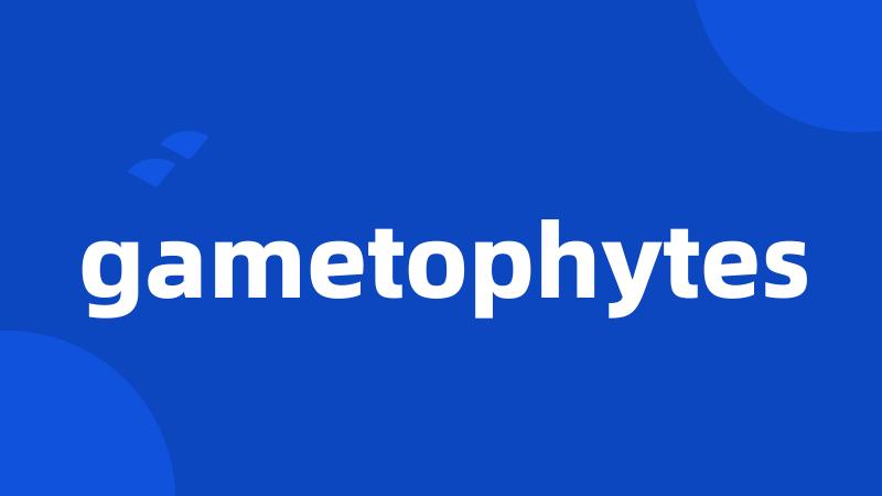 gametophytes