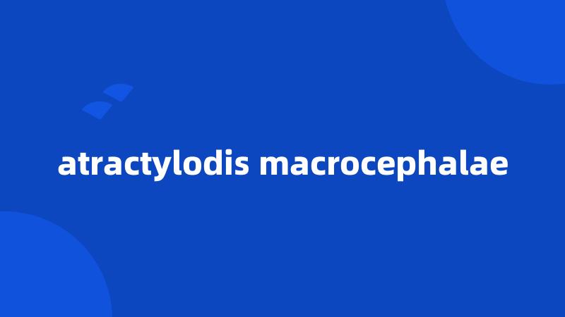 atractylodis macrocephalae