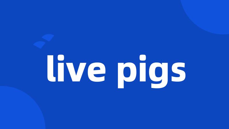 live pigs
