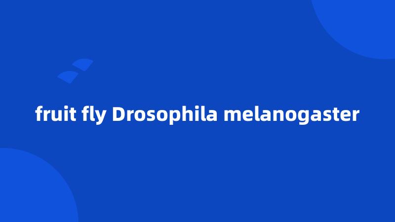 fruit fly Drosophila melanogaster