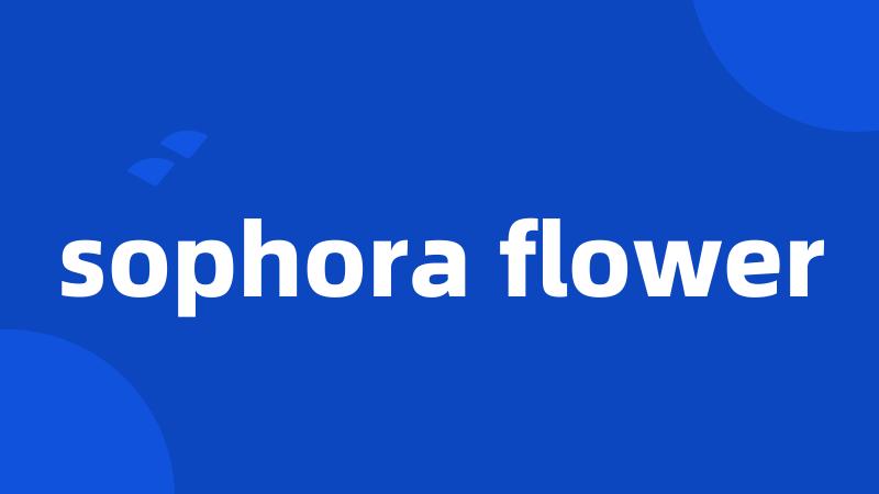 sophora flower