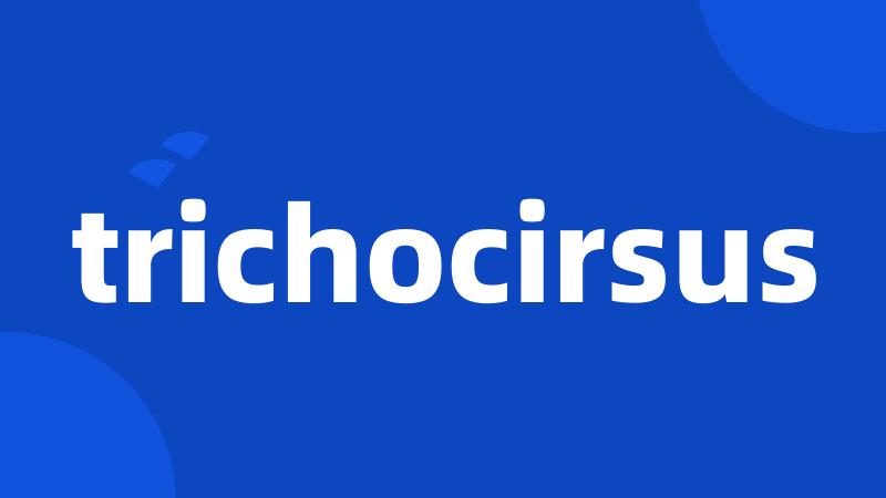 trichocirsus