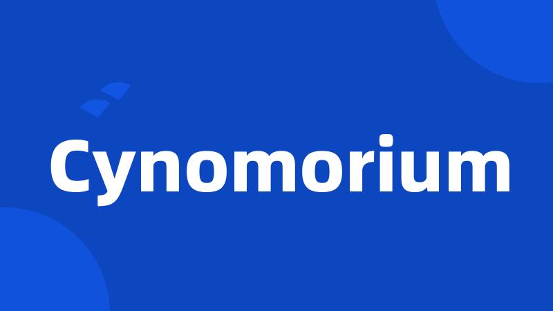 Cynomorium