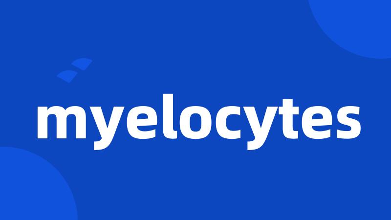 myelocytes