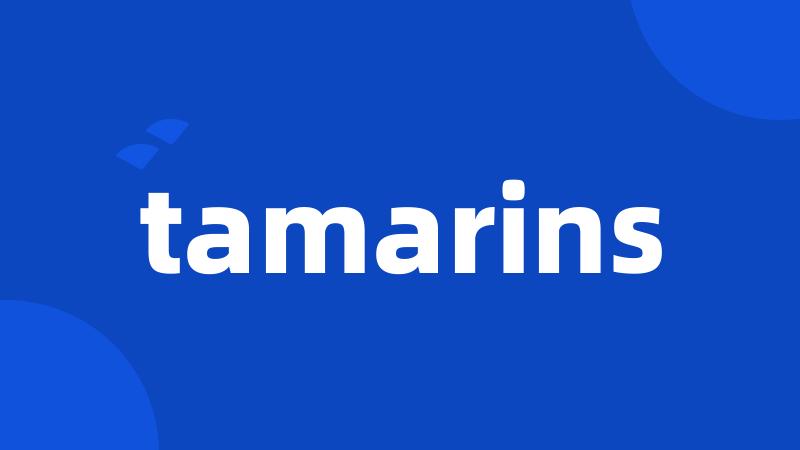 tamarins