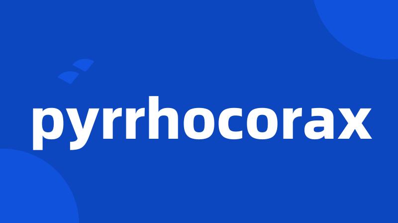 pyrrhocorax