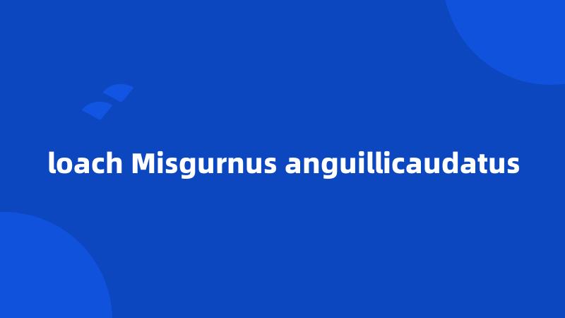 loach Misgurnus anguillicaudatus