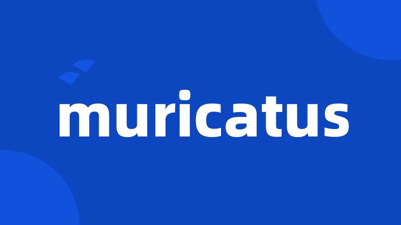 muricatus