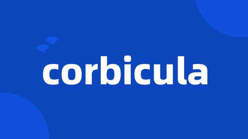 corbicula