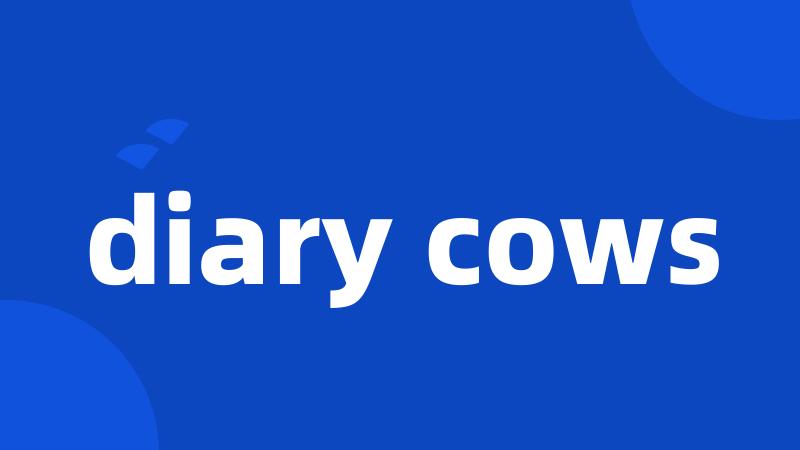 diary cows