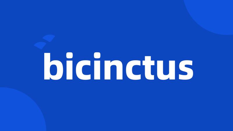 bicinctus