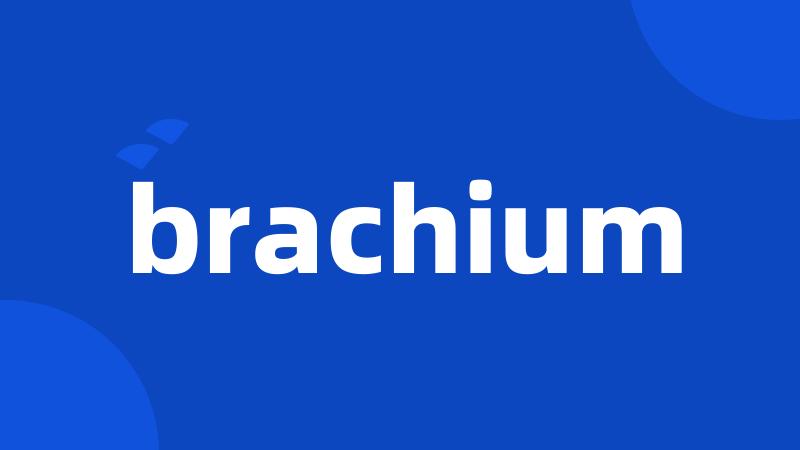 brachium