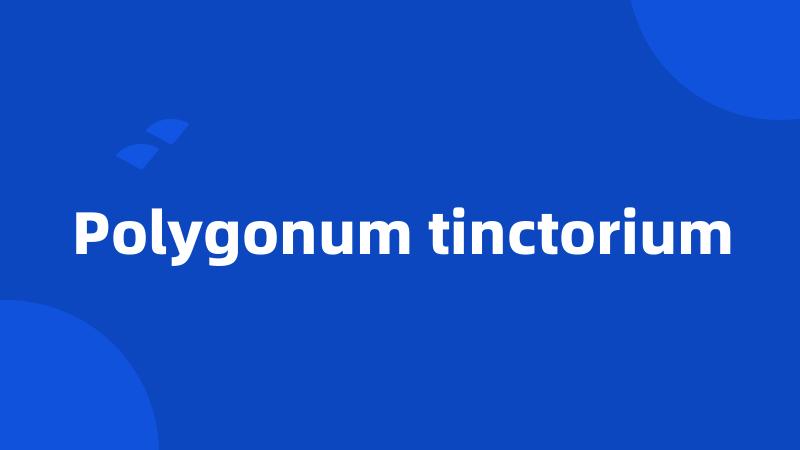 Polygonum tinctorium
