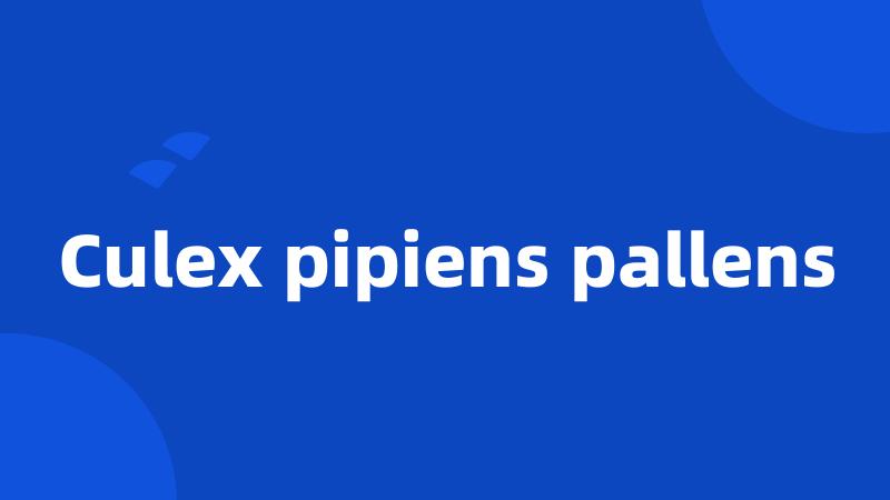 Culex pipiens pallens
