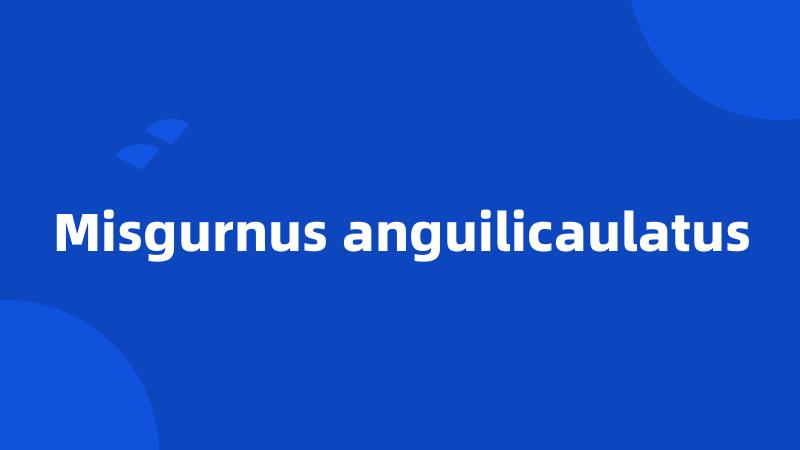 Misgurnus anguilicaulatus