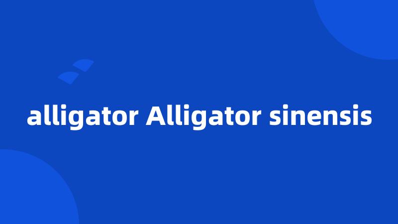 alligator Alligator sinensis