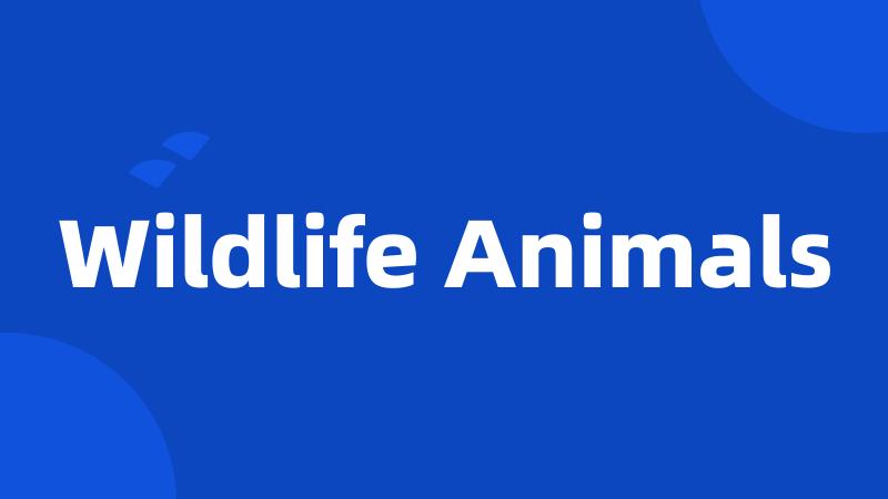 Wildlife Animals