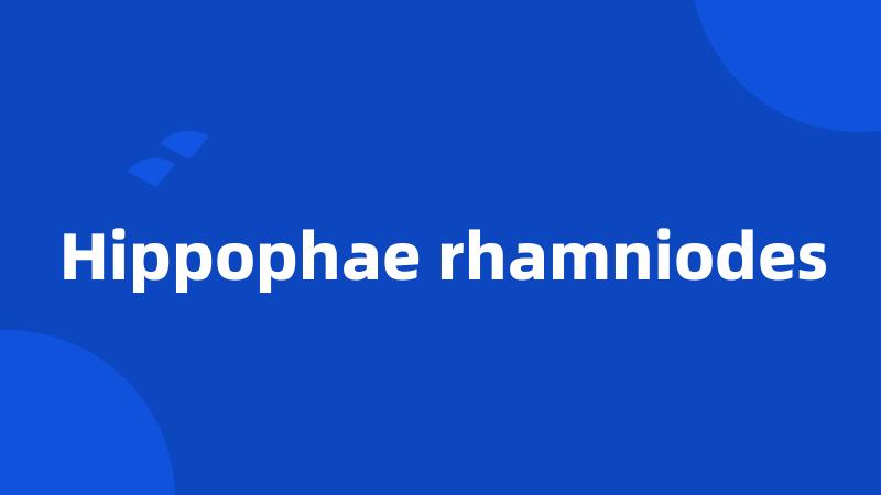 Hippophae rhamniodes