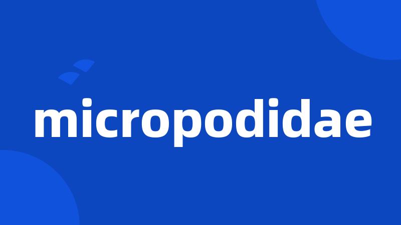 micropodidae
