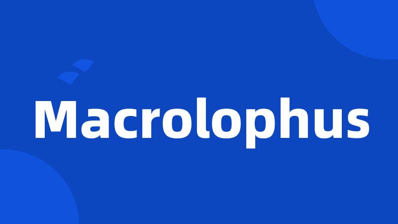 Macrolophus