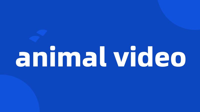 animal video