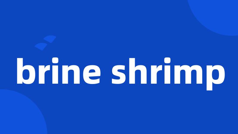 brine shrimp