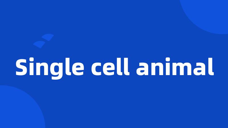 Single cell animal