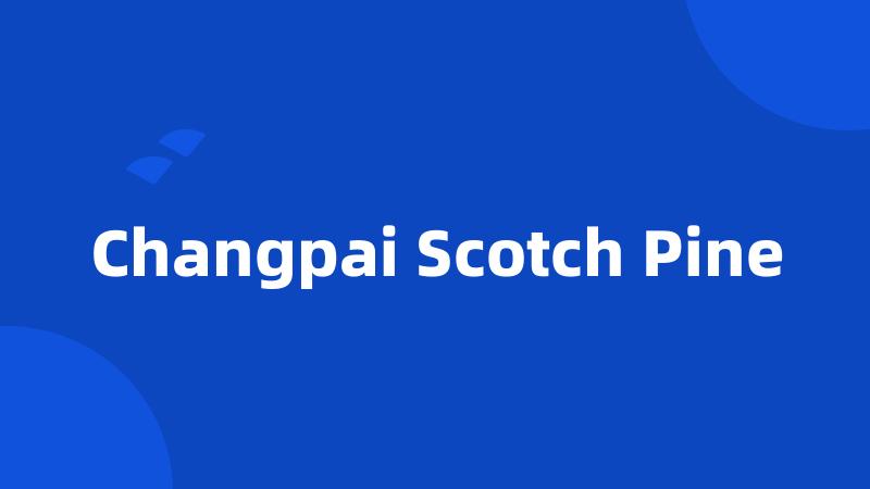 Changpai Scotch Pine