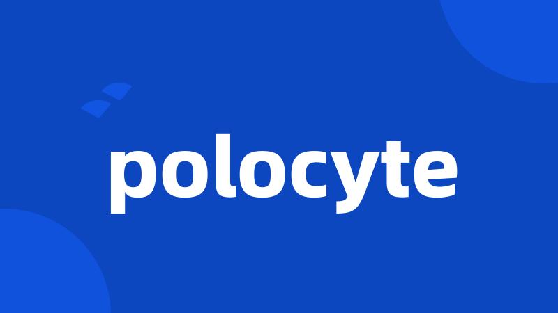 polocyte