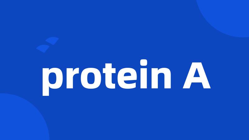 protein A