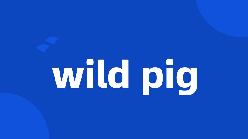 wild pig